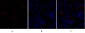 Smad3 Polyclonal Antibody